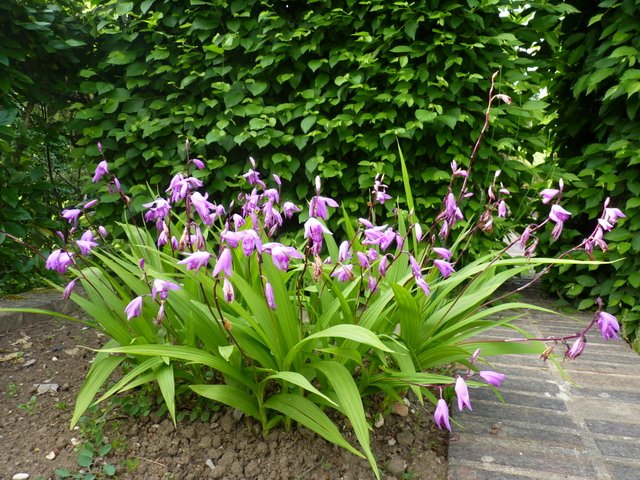 Bletilla striata (2)